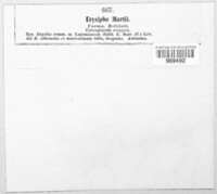 Erysiphe trifolii image